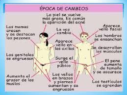 Resultado De Imagen Para Adolescencia Cambios Cambios En La Adolescencia Pubertad Y Adolescencia Reproduccion Humana Para Niños