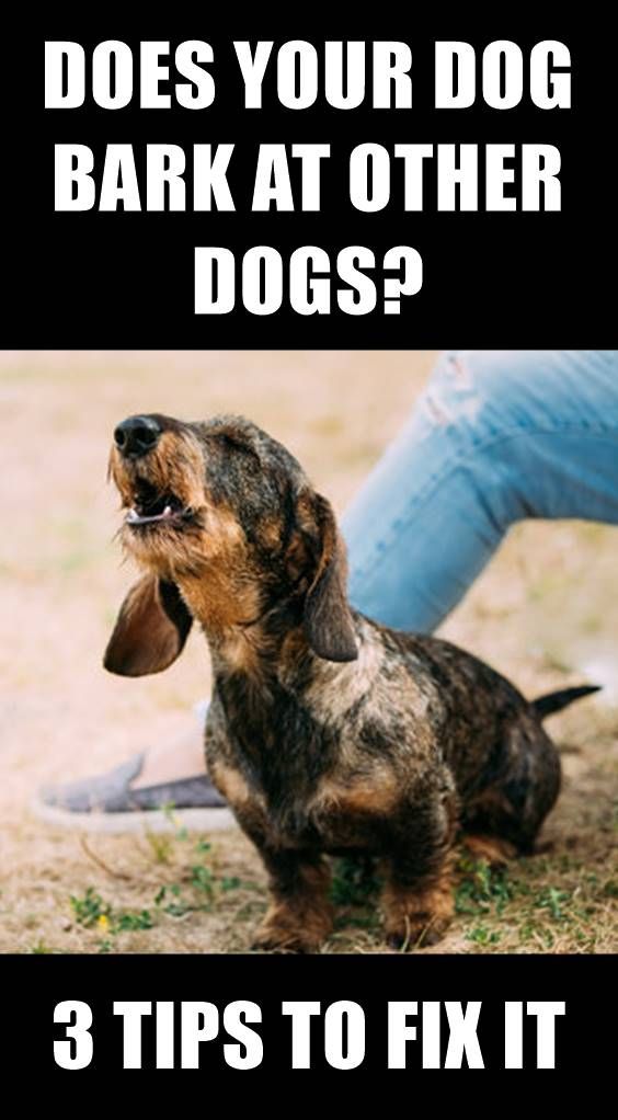 No One Should Expect A Dog To Never Bark But Some Dogs Bark