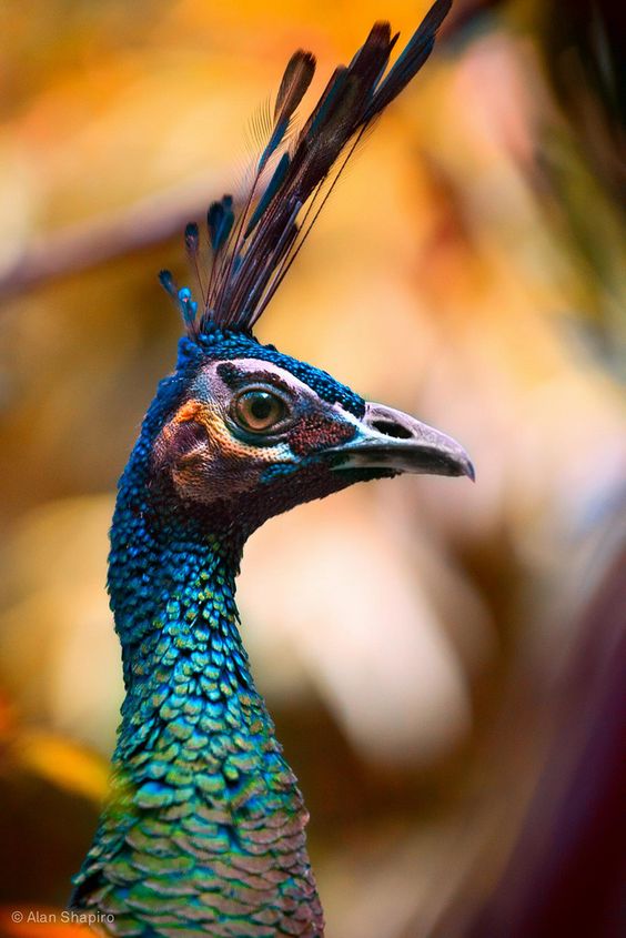 Perfectly poised and proud Peacock with plumage aplenty posing for pictures in profile