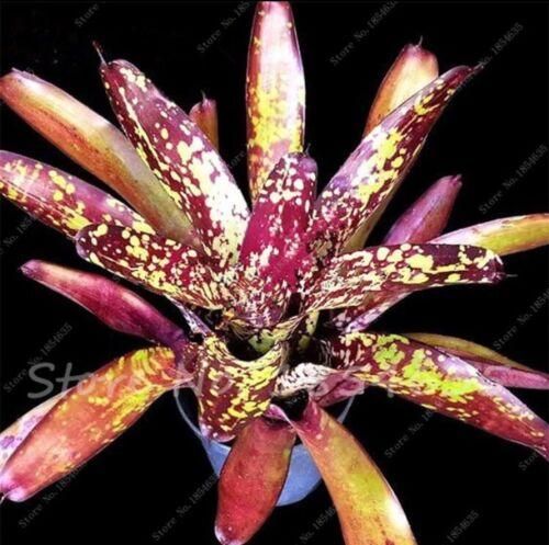 100pcs Succulent Seeds Lithops Rare Living Stones Plants Cactus Home Plant Hot 100pcs Succulent Seeds Lithops Rare Living Stones Plants Cactus Home Plant Hot