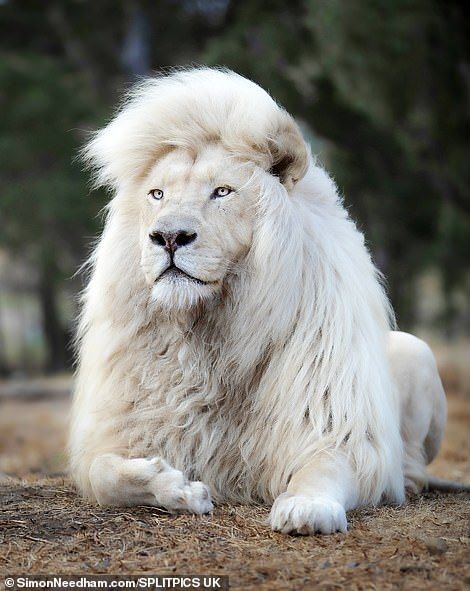 Lion at South African sanctuary clearly takes pride in his locks