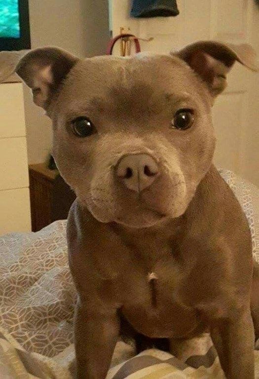Pitbull Puppy Via Aww On September 29 2018 At 06 26pm Pitbull