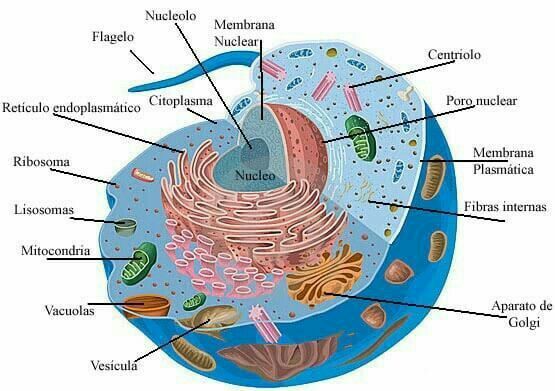 Pin By David Hinojosa On Celula Animal Para Colorear Animal Cell Project Cells Project Plant And Animal Cells