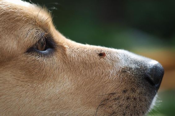 Les Puces Et Tiques Menacent Votre Chien C Est Le Revers Des Journees Ensoleilles Si Vous Aussi Vous Ete Tick Removal Dog Lyme Disease In Dogs Tick Removal