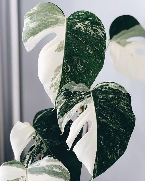 Albo Variegata (Variegated Monstera)