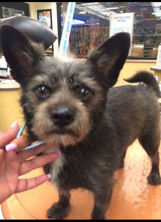Adopt Rocky On Cairn Terrier Puppies Paws Rescue Cairn Terrier Mix
