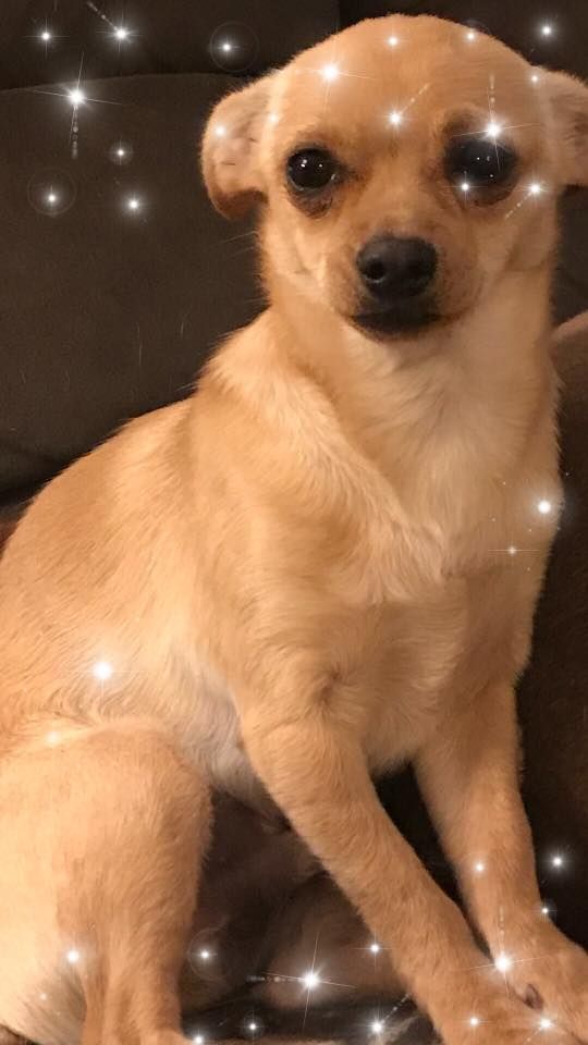 Chiweenie Dog For Adoption In Lawton Ok Adn 738389 On