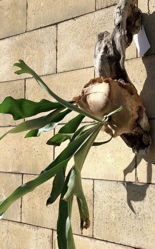 Oared おしゃれまとめの人気アイデア Pinterest Brad コウモリラン 植物 一輪挿し Oared おしゃれまとめの人気アイデア Pinterest Brad コウモリラン 植物 一輪挿し