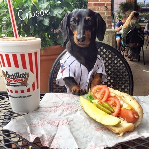 He Is A Well Mannered Dog All That Food And He Is Waiting To Be