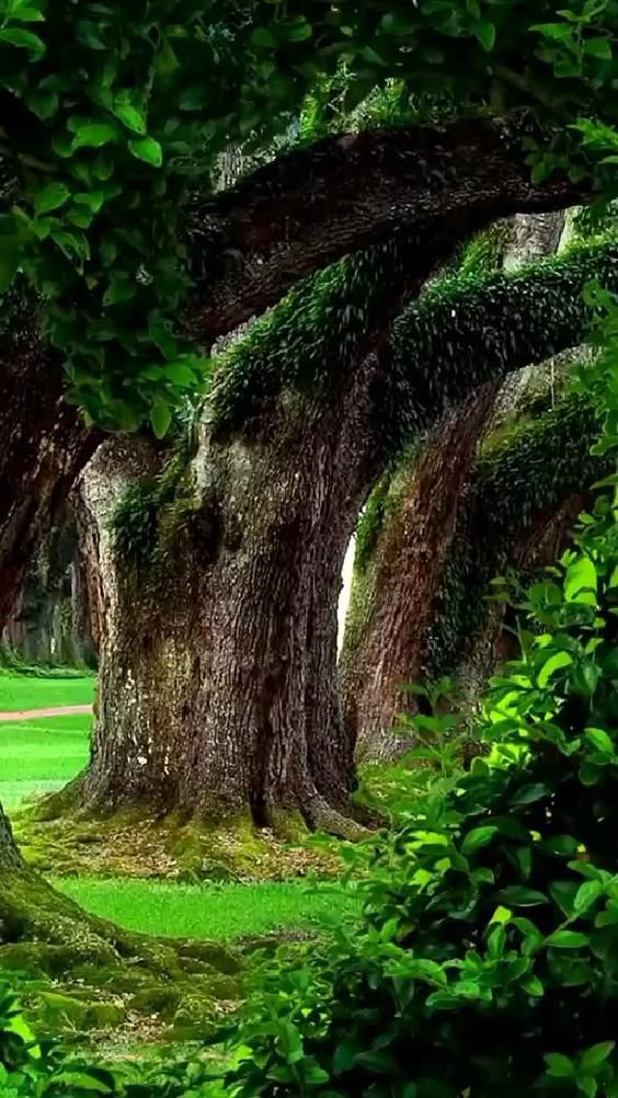 Beautiful Nature