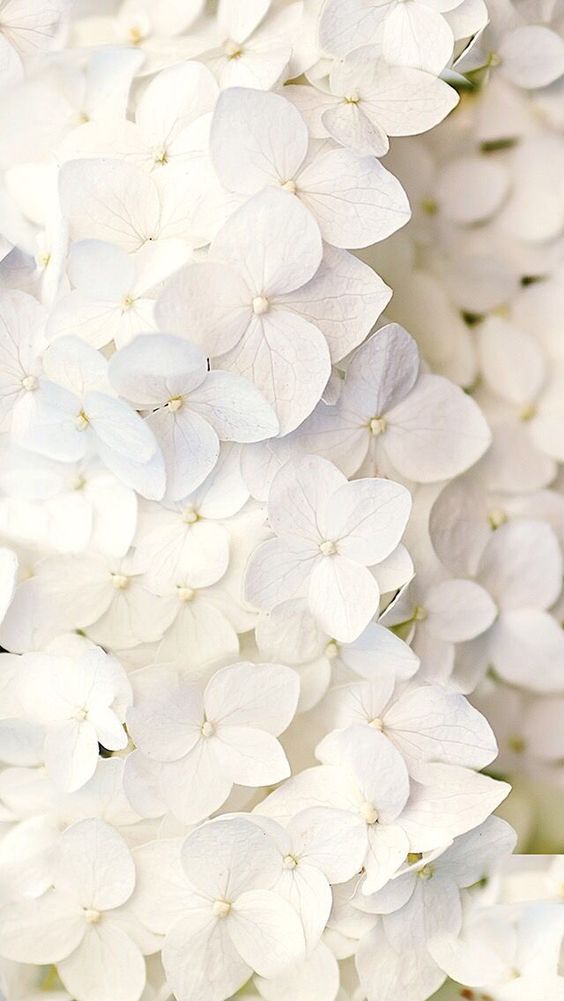 白いアジサイ Wallpaper Flower Phone Wallpaper Pinterest Com 美しい花 ガーデン デザイン 花 壁紙 白いアジサイ Wallpaper Flower Phone Wallpaper Pinterest Com 美しい花 ガーデン デザイン 花 壁紙