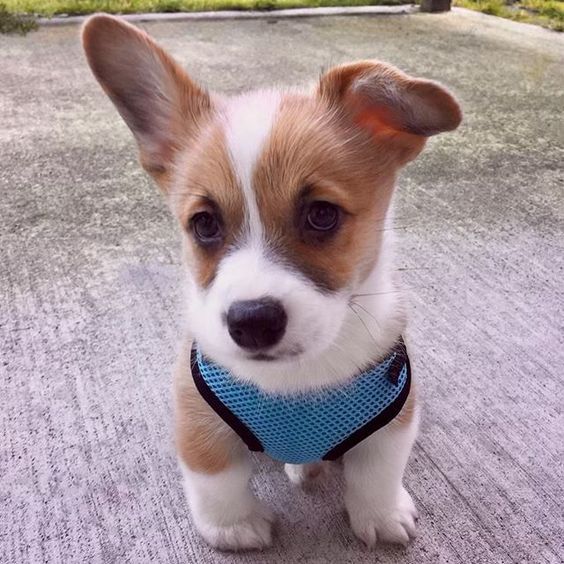 Cute Corgi Puppy Cute Corgi Puppies Funny Corgi Puppy Funny Corgi