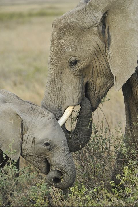 photo-download-elephant