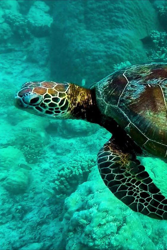 Aquarium Virtual Field Trips: Ocean Webcams | Virtual Tours for Kids & Ocean Lovers!