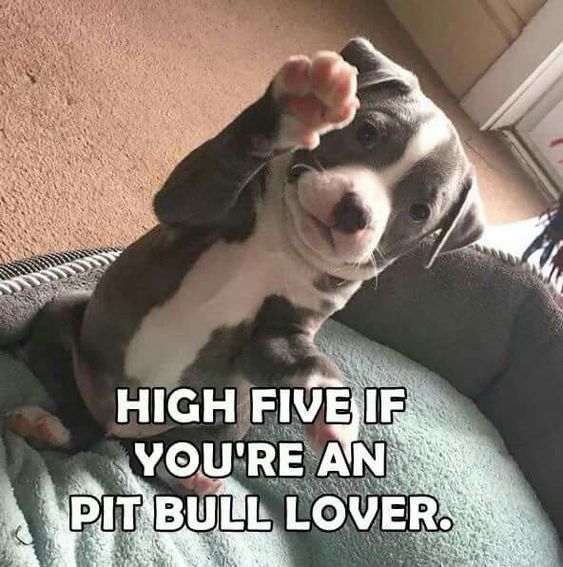 High Five If You Are A Pitbull Lover Cute Pitbulls Pitbulls