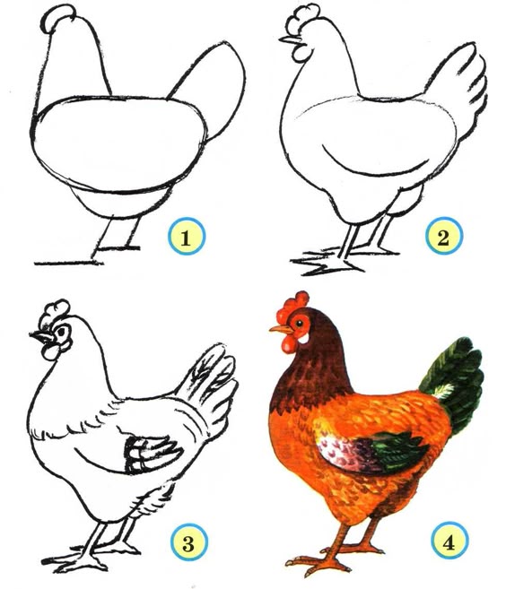 how to draw a chicken how to draw pinterest draw sketches and doodles