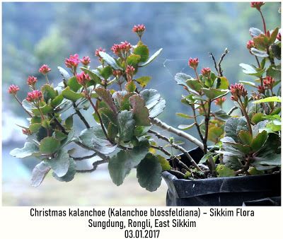 Sikkim Biodiversity: Where nature smiles: Christmas kalanchoe (Kalanchoe blossfeldiana) – Si...
