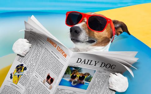 Dog Reading Newspaper Funny Wallpaper For Desktop in HD 25601600 https://imgur.com/a/Ay7Ui | Dog wallpaper, Dog poster, Jack russell