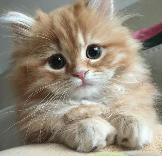 Cat And Newborn Kittens Cats And Kittens Adoption Kittens Cutest Cute Cats Cute Animals
