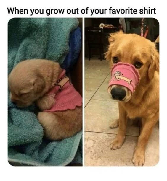 39 Chuckle-Worthy Memes That Won\'t Let You Down