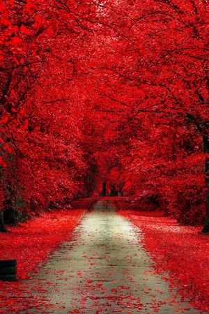 beautiful autumn🍂❤️ - Autumn Photo (42959877) - Fanpop