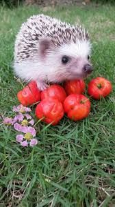 There are more than 10 different species of hedgehog out there, and how long do hedgehogs live is dependent on that species. The smaller ones usually have a lifespan of around...