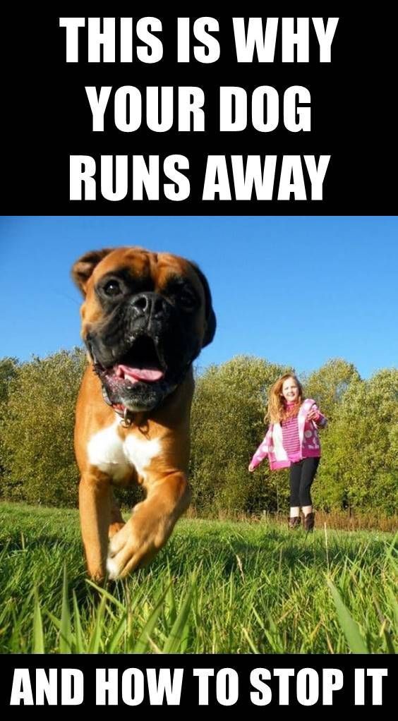 this is why your dog runs away how to stops it in 2021 training your dog dog training dog runs