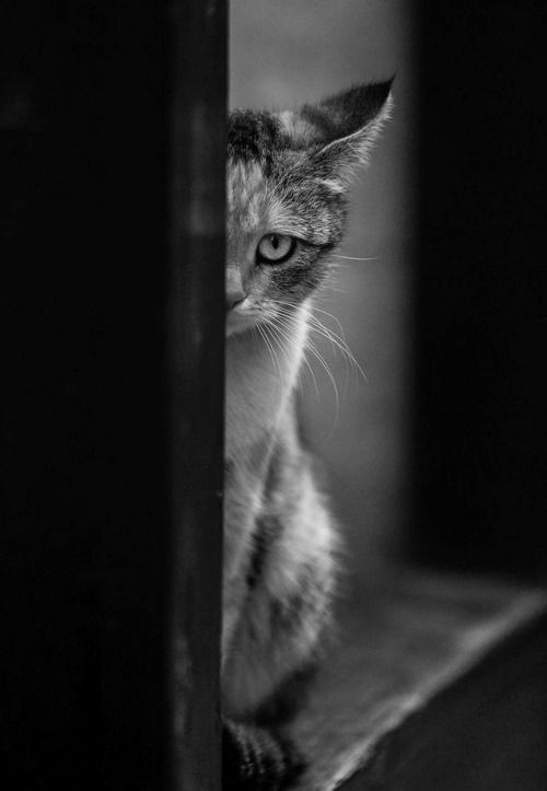 Une Part D Ombre Animaux Et Compagnie Chat Noir Et Blanc Chat Mignon Une Part D Ombre Animaux Et Compagnie Chat Noir Et Blanc Chat Mignon