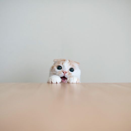 クリームパンやいたよー 子猫 キュートな猫 かわいい猫 クリームパンやいたよー 子猫 キュートな猫 かわいい猫
