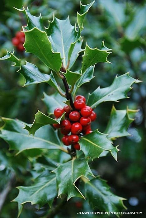 Holly - symbolizes defense, domestic happiness and forecast. The Romans decorated their hallways with holly garlands for their mid-winter celebration, Saturnalia. Medieval monks called the holly the Holy Tree and believed holly would keep away evil spirits and protects their homes from lightening.