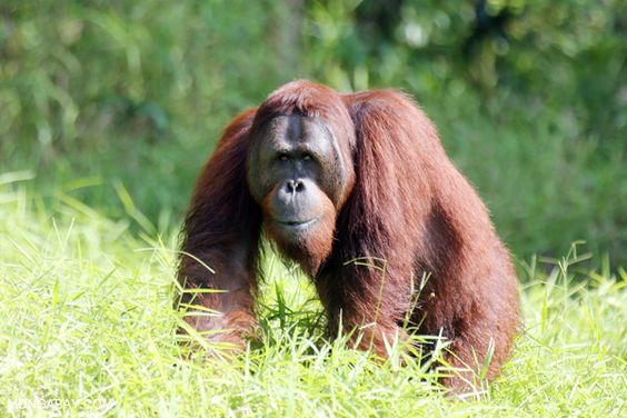 20 orangutan pictures for World Orangutan Day