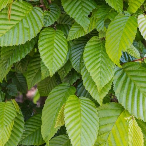 10 Semi//Seeds CARPINUS BETULUS