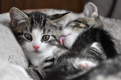 2 Mignons Collerette Chat Chat Domestique Chat 2 Mignons Collerette Chat Chat Domestique Chat
