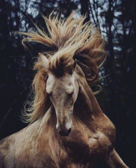 PetsLady\'s Pick: Magnificent Christmas Stallion Of The Day...see more at PetsLady.com -The FUN site for Animal Lovers
