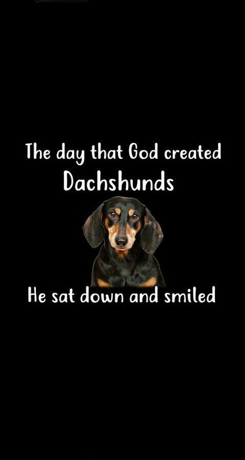 Dachshund Puppiesdachshund Dachshund Dachshund Quotes Funny