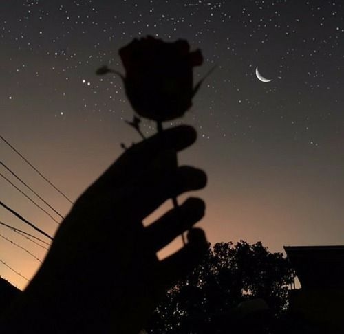 Rose ⇝≫✿PINTEREST: @glamitalex ✨ INSTAGRAM: @glamitalex ✨✿≪⇜
