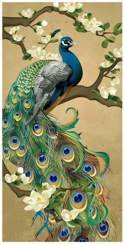 peacock-bird