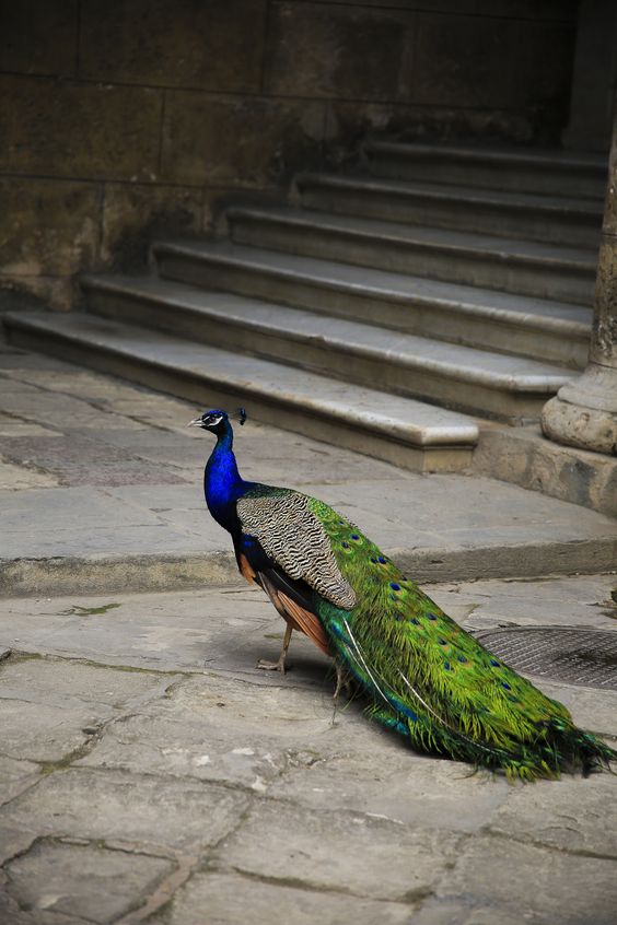 peacock | bird photography #peafowl