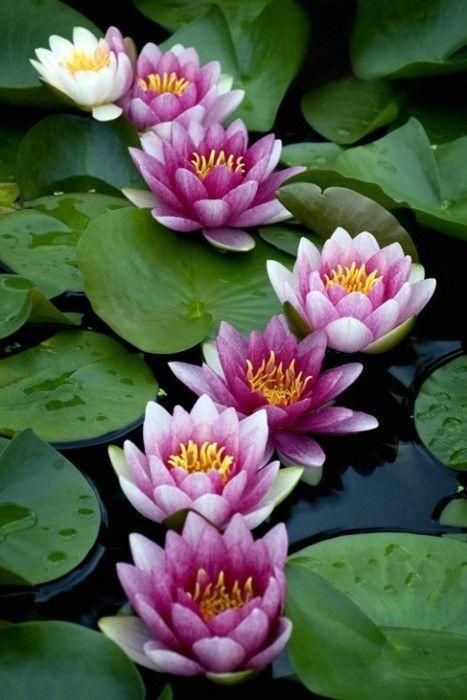 5d Diy Diamond Painting Kits Special Lotus Na0146 Montreal