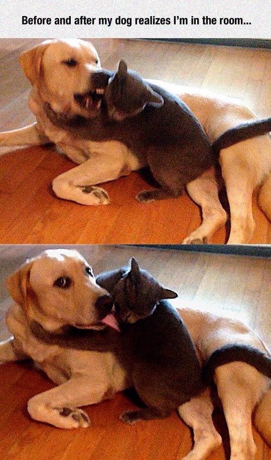 Dog Cat Funny With Images Funny Animal Pictures Cute