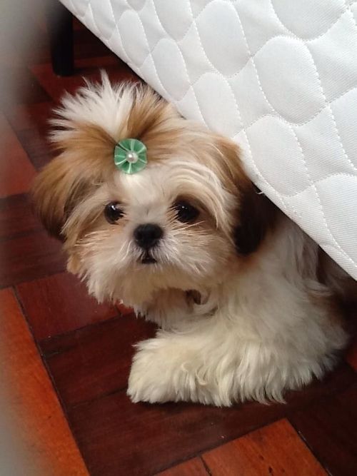 100 Unique Names For Small Dogs The Paws Shih Tzu Cute Baby