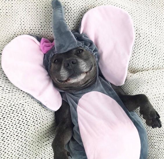 Is anyone going to discuss the elephant in the room?