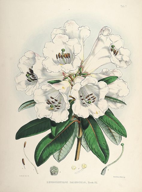 The rhododendrons of Sikkim-Himalaya :. London :Reeve, Benham, and Reeve,1849-51