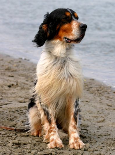 Setter Anglais Caractere Sante Alimentation Prix Et Entretien Setter Anglais Chien Setter Races De Chiens