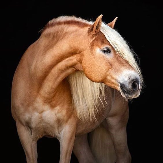 SCHNÄPPCHENPREIS Wandbild Bild Leinwandbild PFERD TIER TIEREN BLICK 14N495O4 SCHNÄPPCHENPREIS Wandbild Bild Leinwandbild PFERD TIER TIEREN BLICK 14N495O4