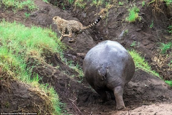 Making a getaway: Just before the raging hippo reaches the cheetah, in the remarkable phot...