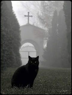 Historia de terror : El gato | Gatos, Black cat, Fotografía de gatos
