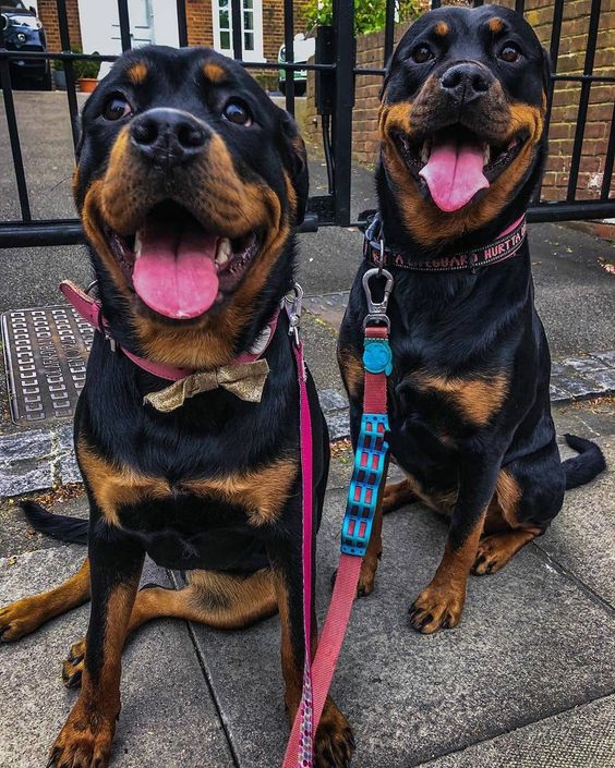 rottweiler dog price rottweiler temperament pitbull dog rottweiler puppies for sale dog breeds dobermann rottweiler price rottweiler for salerottweiler dog images hd rottweiler dog images free download rottweilerbig dog photos rottweiler dog price rottweiler images rottweiler dog attack images rottweiler pictures photo gallery rottweiler images pricepitbull dog price labrador dog price rottweiler price in kerala german rottweiler prices doberman price german shepherd dog price