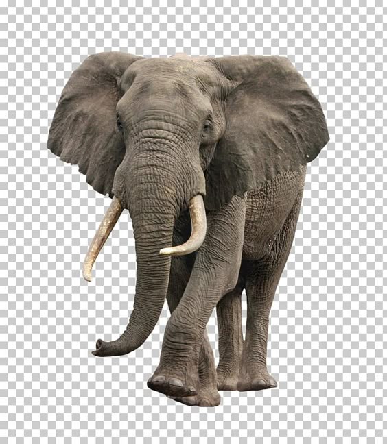 African Bush Elephant PNG - Free Download
