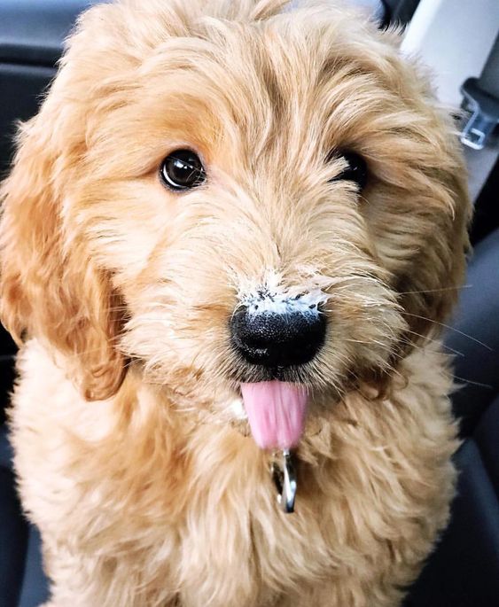 •Miniature Australian Labradoodle •Australian Labradoodle For Sale •Australian Labradoodle Puppy •Australian Labradoodle Medium •Australian Labradoodle Chocolate •Apricot Australian Labradoodle •Australian Labradoodle Full Grown •Australian Labradoodle Training •Australian Labradoodle Grooming •Australian Labradoodle Black •Australian Labradoodle Red •Australian Labradoodle Haircuts •Australian Labradoodle Parti •Australian Labradoodle Facts